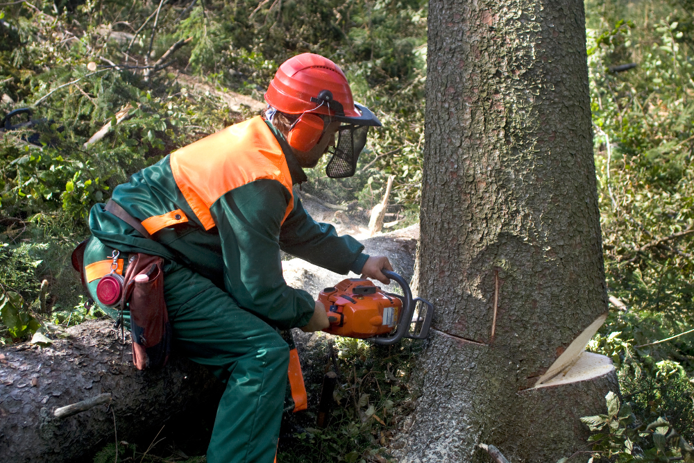 Tree Service for Safe and Healthy Landscapes