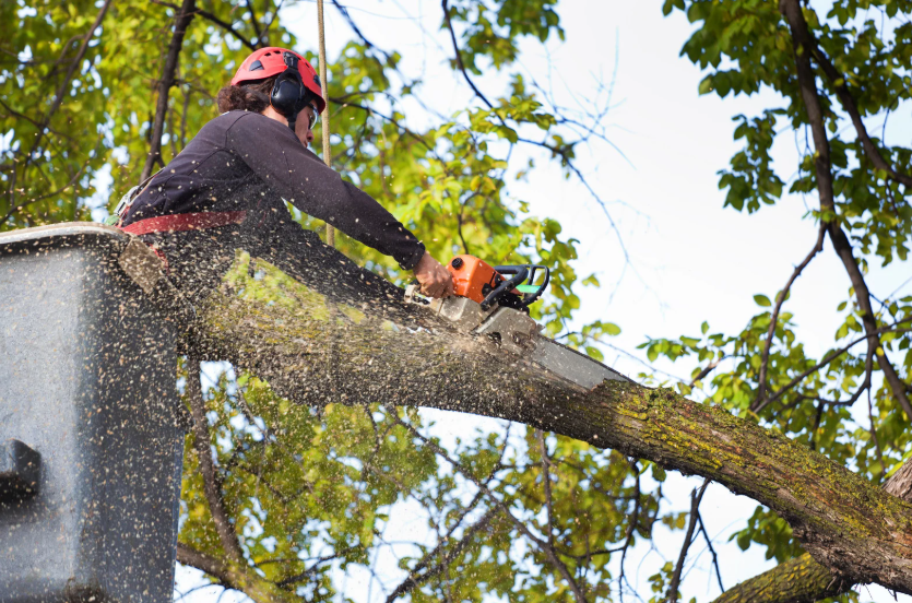 Tree Service for Safe and Healthy Landscapes